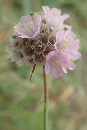 Armeria maritima subsp. elongata \ Sand-Grasnelke, D Brandenburg, Seeblick-Hohennauen 16.9.2020