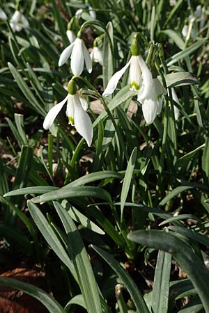 Galanthus nivalis / Snowdrop, D Ludwigshafen 8.3.2021