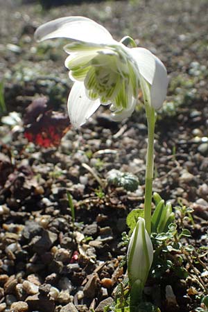 Galanthus nivalis / Snowdrop, D Mannheim 9.2.2022