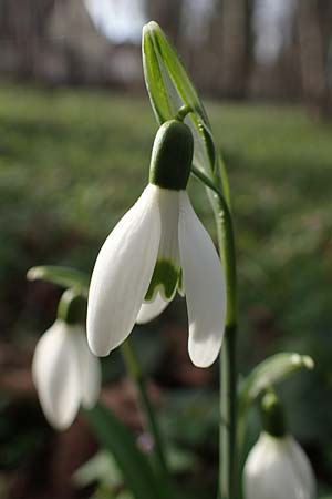 Galanthus nivalis \ Echtes Schneeglckchen / Snowdrop, D Mannheim-Pfingstberg 4.2.2023