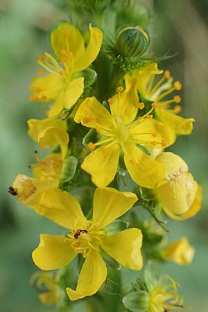 Agrimonia procera \ Wohlriechender Odermennig, D Böhl-Iggelheim 2.7.2023