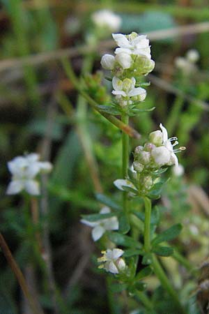 Galium palustre agg. \ Sumpf-Labkraut / Common Marsh Bedstraw, D Schwarzwald/Black-Forest, Schönau 18.5.2007