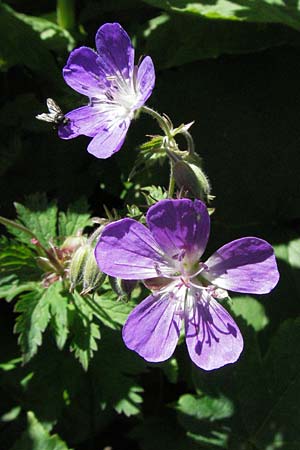 Geranium palustre \ Sumpf-Storchschnabel / Marsh Crane's-Bill, D Schwarzwald/Black-Forest, Feldberg 24.6.2007