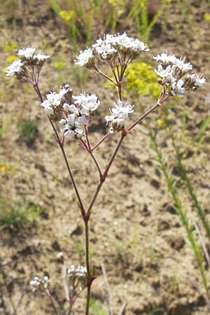 Gypsophila fastigiata \ Bschel-Gipskraut / Gypsophila, D Botan. Gar.  Universit.  Mainz 11.7.2009