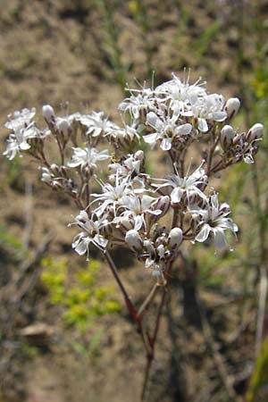 Gypsophila fastigiata \ Bschel-Gipskraut / Gypsophila, D Botan. Gar.  Universit.  Mainz 11.7.2009