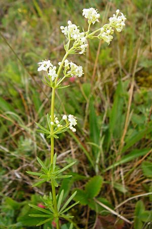 Galium pumilum \ Heide-Labkraut, Zierliches Labkraut, D Gerolzhofen-Sulzheim 1.6.2015