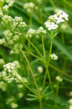 Galium pumilum \ Heide-Labkraut, Zierliches Labkraut, D Blaubeuren 2.6.2015