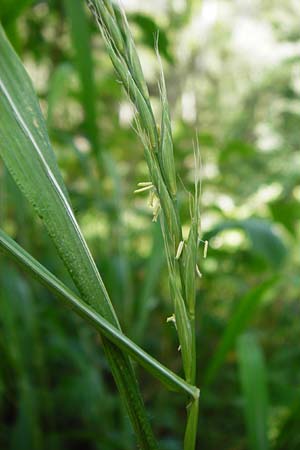 Brachypodium sylvaticum \ Wald-Zwenke / False Brome, D Hechingen 26.7.2015