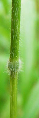 Brachypodium sylvaticum \ Wald-Zwenke / False Brome, D Hechingen 26.7.2015