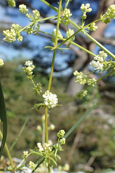 Galium pumilum \ Heide-Labkraut, Zierliches Labkraut / Slender Bedstraw, D Fridingen 3.6.2015