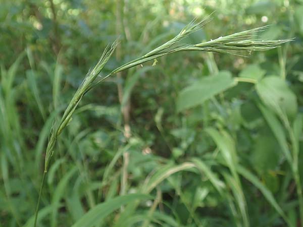 Brachypodium sylvaticum \ Wald-Zwenke / False Brome, D Hechingen 26.7.2015