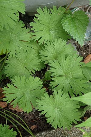 Geranium pusillum \ Kleiner Storchschnabel, D Mannheim 20.9.2015