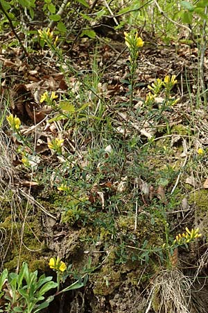 Genista pilosa \ Heide-Ginster, Behaarter Ginster / Hairy Greenweed, D Odenwald, Nieder-Beerbach 22.4.2016