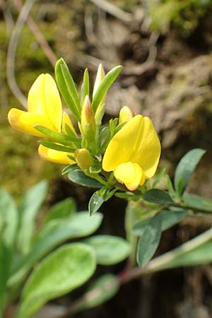 Genista pilosa \ Heide-Ginster, Behaarter Ginster / Hairy Greenweed, D Odenwald, Nieder-Beerbach 22.4.2016