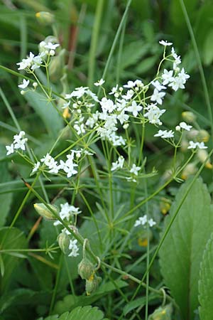 Galium pumilum \ Heide-Labkraut, Zierliches Labkraut, D Pfronten 28.6.2016