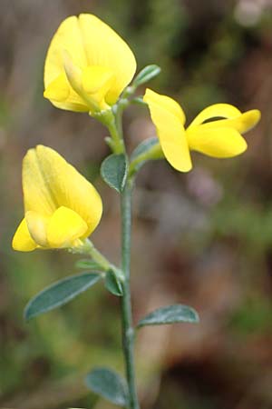 Genista pilosa \ Heide-Ginster, Behaarter Ginster / Hairy Greenweed, D Bad Dürkheim 3.10.2016