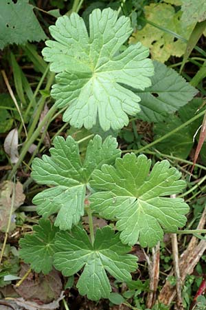 Geranium pyrenaicum / Hedge-Row Crane's-Bill, D Waghäusel 14.10.2016