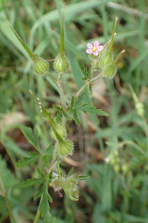 Geranium purpureum \ Purpur-Storchschnabel, D Eberbach 11.5.2018