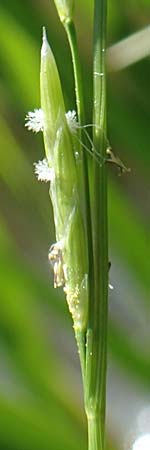 Glyceria fluitans \ Flutender Schwaden / Floating Sweet Grass, D Stuttgart-Hohenheim 19.7.2018