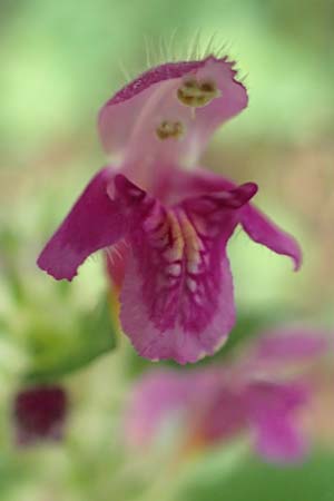 Galeopsis pubescens \ Weichhaariger Hohlzahn, D Karlsruhe 14.8.2019