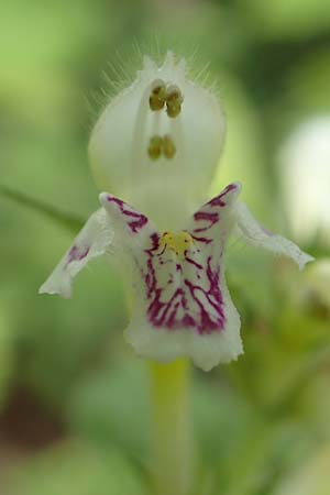 Galeopsis pubescens \ Weichhaariger Hohlzahn, D Karlsruhe 14.8.2019