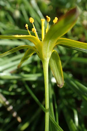 Gagea pratensis \ Wiesen-Gelbstern, D Mannheim 24.3.2021