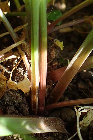 Gagea pratensis / Meadow Gagea, D Mannheim 24.3.2021