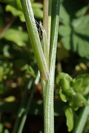 Gagea pratensis \ Wiesen-Gelbstern, D Mannheim 24.3.2021