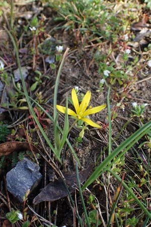 Gagea pratensis \ Wiesen-Gelbstern, D Sandhausen 27.3.2021