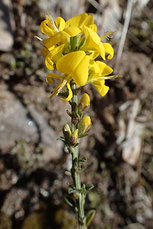 Genista pilosa \ Heide-Ginster, Behaarter Ginster / Hairy Greenweed, D Mannheim 26.4.2021