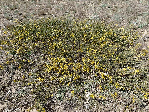 Genista pilosa \ Heide-Ginster, Behaarter Ginster / Hairy Greenweed, D Mannheim 26.4.2021