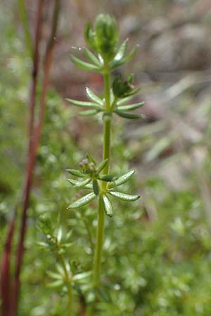 Galium parisiense var. leiocarpum / Bald Wall Bedstraw, D Mannheim 13.5.2021