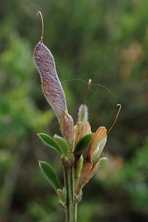 Genista pilosa \ Heide-Ginster, Behaarter Ginster / Hairy Greenweed, D Mannheim 27.5.2021