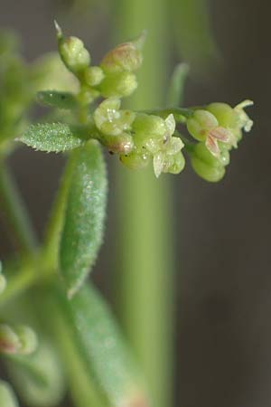 Galium parisiense var. leiocarpum / Bald Wall Bedstraw, D Mannheim 5.6.2021