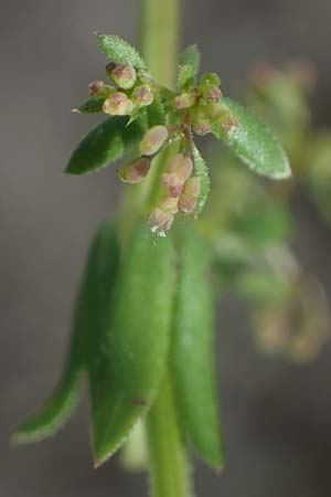 Galium parisiense var. leiocarpum \ Kahles Pariser Labkraut, D Mannheim 5.6.2021