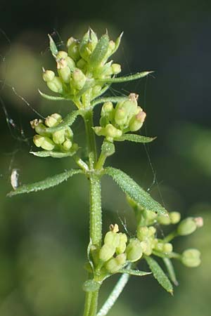 Galium parisiense var. leiocarpum / Bald Wall Bedstraw, D Mannheim 19.6.2021