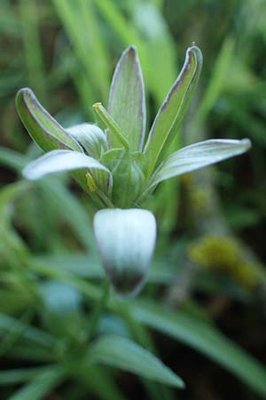 Gagea pratensis \ Wiesen-Gelbstern / Meadow Gagea, D Bockenheim 20.4.2022