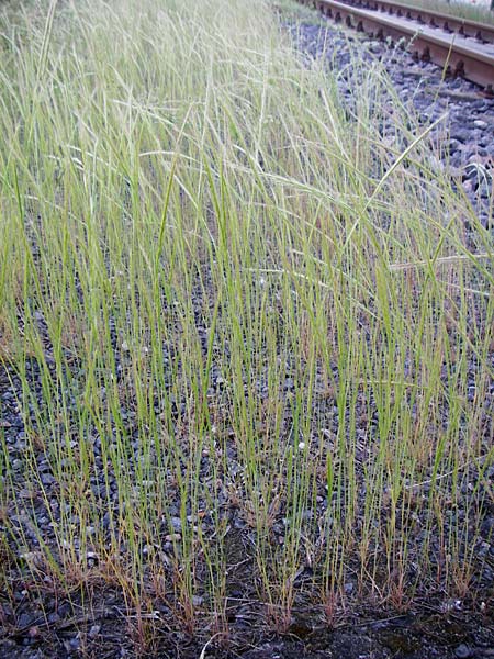 Festuca myuros \ Museschwanz-Federschwingel, Gewhnlicher Federschwingel / Rat's-Tail Fescue, D Mannheim 13.5.2015