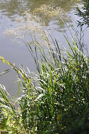 Glyceria maxima \ Wasser-Schwaden / Reed Manna Grass, Reed Sweet Grass, D Runkel an der Lahn 1.8.2015