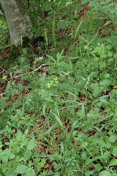 Hordelymus europaeus \ Wald-Gerste / Wood Barley, D Hechingen 20.6.2015