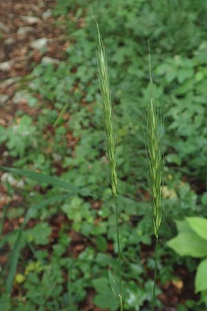 Hordelymus europaeus \ Wald-Gerste, D Hechingen 20.6.2015