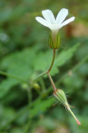 Geranium robertianum \ Stinkender Storchschnabel, Ruprechtskraut, D Schwarzwald, Wild-Renchtal 7.8.2015