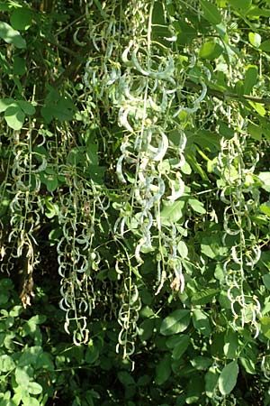 Laburnum alpinum \ Alpen-Goldregen, D Wurmlingen 9.6.2016