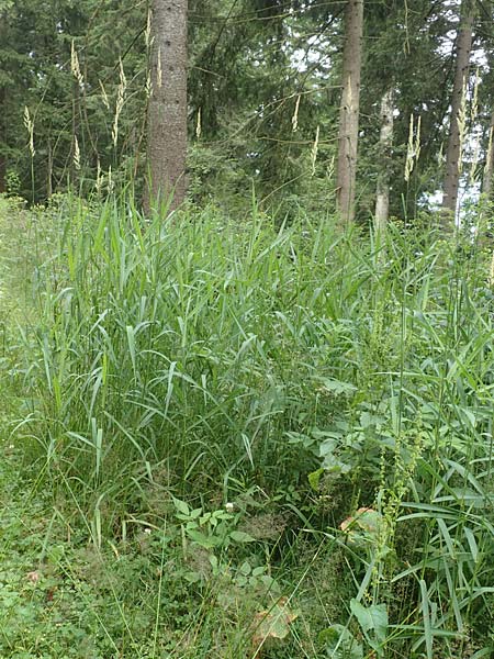 Calamagrostis epigejos \ Land-Reitgras, D Schwarzwald, Unterstmatt 4.8.2016