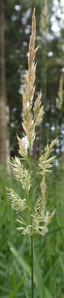 Calamagrostis epigejos \ Land-Reitgras / Wood Small Reed, D Schwarzwald/Black-Forest, Unterstmatt 4.8.2016