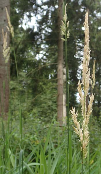 Calamagrostis epigejos / Wood Small Reed, D Black-Forest, Unterstmatt 4.8.2016