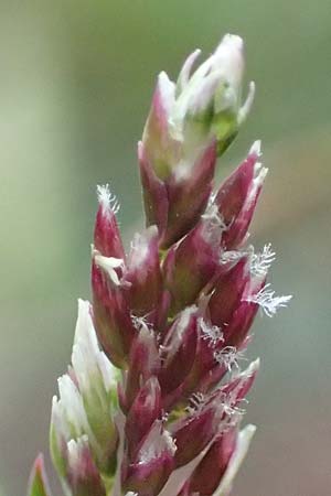 Poa infirma \ Frhlings-Rispengras / Early Meadow Grass, Weak Blue Grass, D Mannheim 6.3.2017