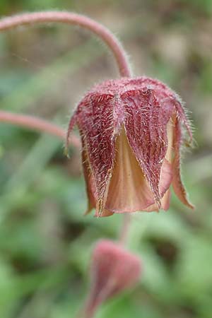 Geum rivale \ Bach-Nelkenwurz / Water Avens, D Kämpfelbach 29.4.2017