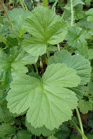 Geum rivale \ Bach-Nelkenwurz / Water Avens, D Kämpfelbach 29.4.2017