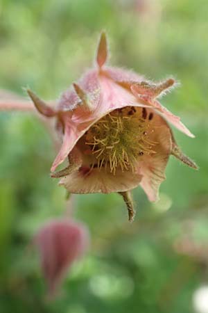 Geum rivale \ Bach-Nelkenwurz / Water Avens, D Kämpfelbach 29.4.2017